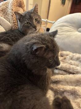 Domestic Short Hair Cats Available for Adoption in Spencerville, Ontario - Simon | PetCurious