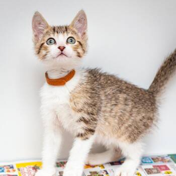 Domestic Short Hair Cats Available for Adoption in Hattiesburg, Mississippi - Tootsie Roll Pop | PetCurious