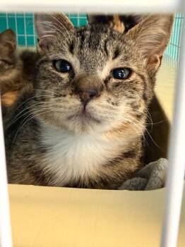 Domestic Short Hair Cats Available for Adoption - Isaac | PetCurious