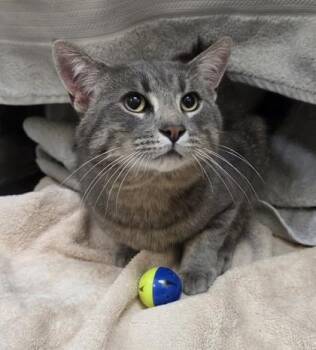 Chet -  Domestic Short Hair Cat for Adoption in Westland, Michigan - Chet | PetCurious