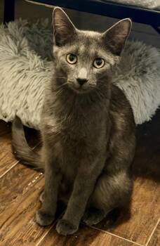 Sheba -  Domestic Short Hair Cat for Adoption in Lafayette, Colorado - Sheba | PetCurious