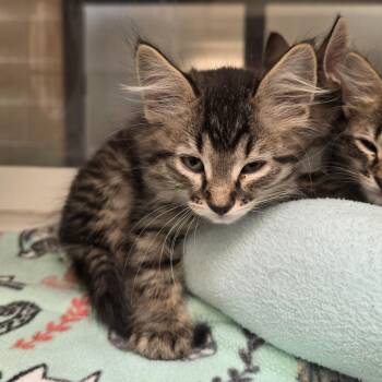Garrett Graham -  American Shorthair Cat for Adoption in Cheyenne, Wyoming - Garrett Graham | PetCurious