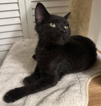 Shady -  Domestic Short Hair Cat for Adoption in Wilkesboro, North Carolina - Shady | PetCurious