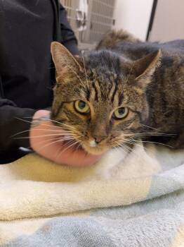 Marty -  Domestic Short Hair Cat for Adoption in Raleigh, North Carolina - Marty | PetCurious