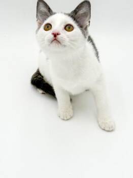 Magnolia -  Domestic Medium Hair and Domestic Short Hair Cat for Adoption in Bowling Green, Kentucky - Magnolia | PetCurious
