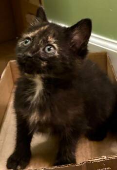 Katia -  Domestic Short Hair Cat Available for Adoption in Leonardtown, Maryland - Katia | PetCurious