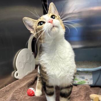 Tiger Lily -  Domestic Short Hair Cat for Adoption in Walker, Michigan - Tiger Lily | PetCurious