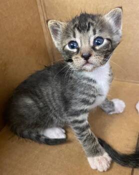Cove -  Domestic Short Hair Cat for Adoption in Lockhart, Texas - Cove | PetCurious