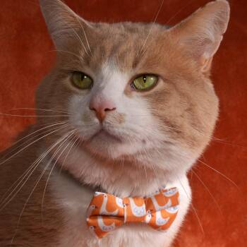 Tom -  Domestic Short Hair Cat Available for Adoption in Traverse City, Michigan - Tom | PetCurious