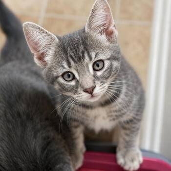 Chip -  Domestic Short Hair Cat for Adoption in Long Beach, California - Chip | PetCurious