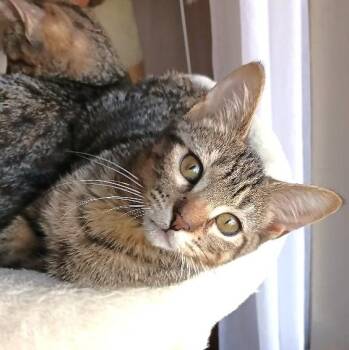 Tootsie Conroy -  Domestic Short Hair Cat for Adoption in Morrison, Colorado - Tootsie Conroy | PetCurious