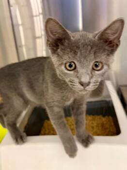 Domestic Short Hair Cats Available for Adoption in Ocala, Florida - Kenai | PetCurious