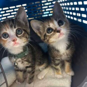 Wiggle (bonded with Giggle) -  Domestic Short Hair Cat for Adoption in Madison, Wisconsin - Wiggle (bonded With Giggle) | PetCurious