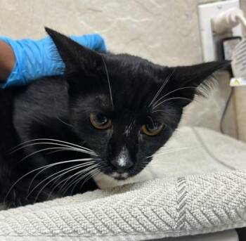 Mars / Earleen -  Domestic Short Hair Cat for Adoption in Honolulu, Hawaii - Mars / Earleen | PetCurious