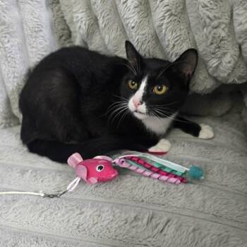 Orca -  Domestic Short Hair Cat for Adoption in Jarrettsville, Maryland - Orca | PetCurious