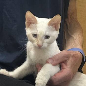 Fondue -  Siamese Cat for Adoption in Hemet, California - Fondue | PetCurious