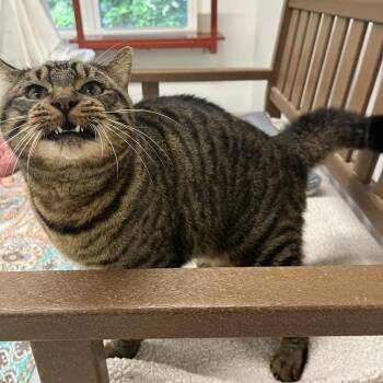 Peanut -  Domestic Short Hair Cat for Adoption in Bedford, New Hampshire - Peanut | PetCurious