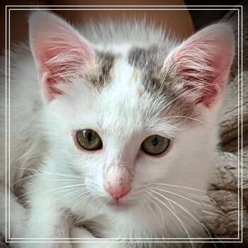 Angel -  Domestic Short Hair Cat for Adoption in Meridian, Idaho - Angel | PetCurious