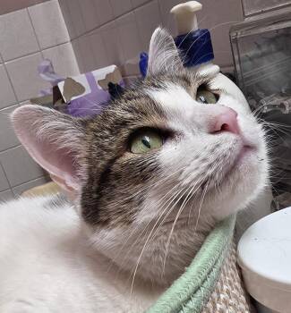 Cleo -  Domestic Short Hair Cat for Adoption in Mayfield, New York - Cleo | PetCurious