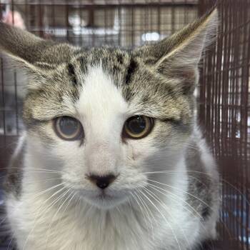 Rescue American Shorthair Cats for Adoption in Galveston, Texas - Jesse | PetCurious