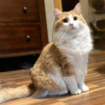 Connor -  Domestic Long Hair Cat for Adoption in Knoxville, Tennessee - Connor | PetCurious