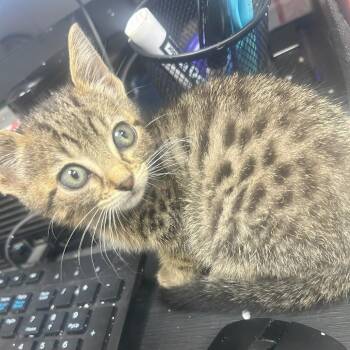 Domestic Short Hair Cats Available for Adoption in Lufkin, Texas - Yankee | PetCurious