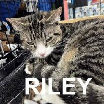 Tabby Cats Available for Adoption - RILEY | PetCurious