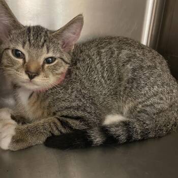 Socks -  Domestic Short Hair Cat for Adoption in Chattanooga, Tennessee - Socks | PetCurious