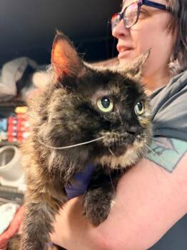 Beatrice -  Domestic Long Hair Cat for Adoption in Huntington, Indiana - Beatrice | PetCurious