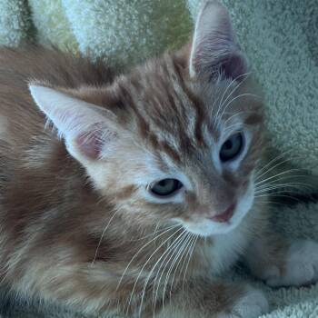 Buzz -  Domestic Short Hair Cat for Adoption in Matteson, Illinois - Buzz | PetCurious