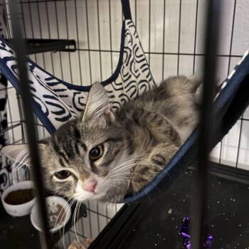 Freddy Cougar -  Domestic Long Hair and Tabby Cat for Adoption in Liverpool, Texas - Freddy Cougar | PetCurious