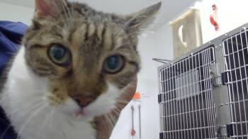 Rescue Domestic Short Hair Cats for Adoption - Frank | PetCurious