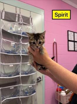 Domestic Short Hair Cats Available for Adoption in Columbus, Indiana - Spirit | PetCurious
