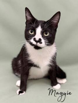 Maggie -  Domestic Short Hair Cat for Adoption in Morton Grove, Illinois - Maggie | PetCurious