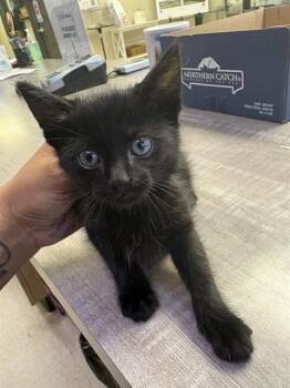 PANTHER -  Domestic Short Hair Cat Available for Adoption in Sugar Land, Texas - PANTHER | PetCurious