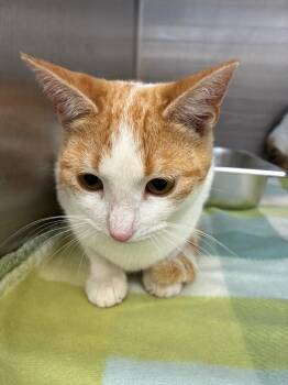 Domestic Short Hair Cats Available for Adoption in Hartsville, South Carolina - Screech | PetCurious