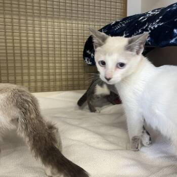 Tempest -  Domestic Short Hair Cat for Adoption in Philadelphia, Pennsylvania - Tempest | PetCurious