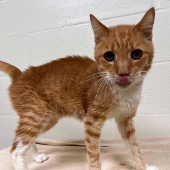 Domestic Short Hair Cats Available for Adoption in Lyndhurst, Virginia - Tom | PetCurious