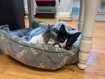 Harvey Dent -  Domestic Short Hair Cat for Adoption in Wheaton, Illinois - Harvey Dent | PetCurious