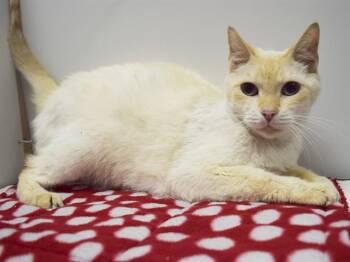 SIMON -  Siamese and Domestic Short Hair Cat for Adoption in Sacramento, California - SIMON | PetCurious