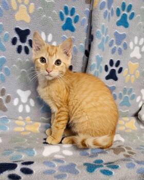 Squeeks -  Domestic Short Hair Cat for Adoption in Wabash, Indiana - Squeeks | PetCurious