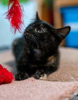 Rescue Domestic Short Hair Cats for Adoption in San Jose, California - Zesty | PetCurious