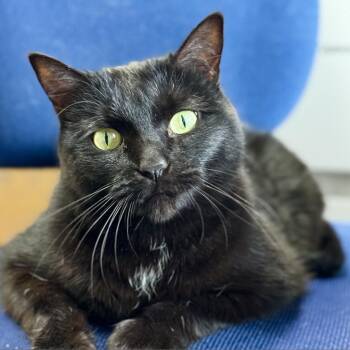 Rescue Domestic Short Hair Cats for Adoption in Redwood Valley, California - Mochi | PetCurious