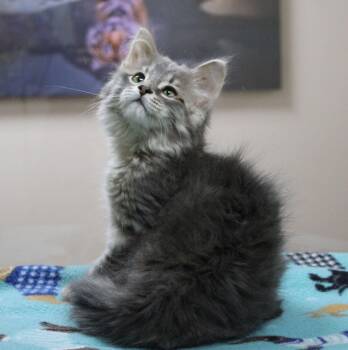 Pluto -  Domestic Medium Hair Cat for Adoption in Portage, Wisconsin - Pluto | PetCurious
