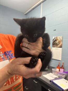 Edward -  Domestic Short Hair Cat for Adoption in Evansville, Indiana - Edward | PetCurious