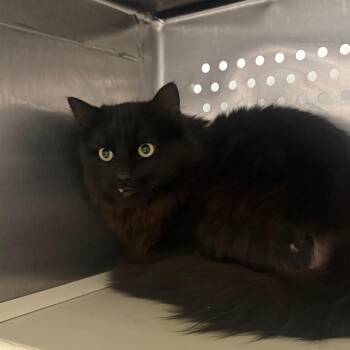 Domestic Long Hair Cats Available for Adoption in Taos, New Mexico - Benji | PetCurious
