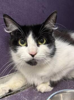 Sundae - I Am At Petsmart Northboro -  Domestic Short Hair Cat for Adoption in East Brookfield, Massachusetts - Sundae - I Am At Petsmart Northboro | PetCurious