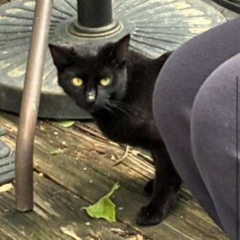 Domestic Short Hair Cats Available for Adoption in Lenexa, Kansas - Margo | PetCurious