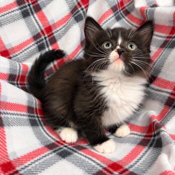 Toffee K46566 -  Domestic Medium Hair Cat for Adoption in Corsicana, Texas - Toffee K46566 | PetCurious
