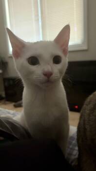 Rescue Domestic Short Hair Cats for Adoption in Little Mountain, South Carolina - Yuki 2.0 | PetCurious